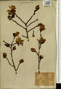 Magnolia stellata (Siebold & Zucc.) Maxim., Зарубежная Азия (ASIA) (Япония)