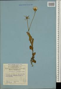 Хвостосемянник горчаковидный (L.) Scop. ex F.W.Schmidt, Кавказ, Азербайджан (K6) (Азербайджан)