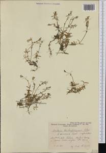 Cerastium arvense subsp. lerchenfeldianum (Schur) Ascherson & Graebner, Западная Европа (EUR) (Румыния)