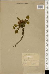 Jurinea moschus subsp. moschus, Кавказ, Дагестан (K2) (Россия)