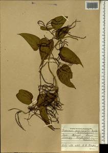 Dioscorea praehensilis Benth., Африка (AFR) (Мали)