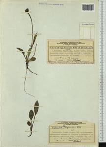 Яcтребинка чернеющая Willd., Западная Европа (EUR) (Норвегия)