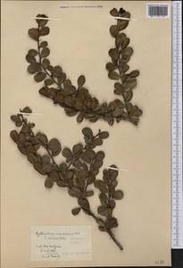 Phyllanthus incrustatus Urb., Америка (AMER) (Куба)