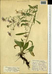 Aster neobiennis Brouillet, Semple & Y.L.Chen, Сибирь, Дальний Восток (S6) (Россия)