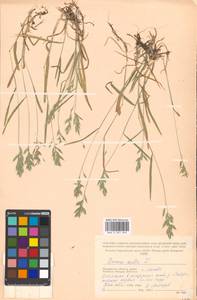 Bromus hordeaceus subsp. hordeaceus, Восточная Европа, Московская область и Москва (E4a) (Россия)