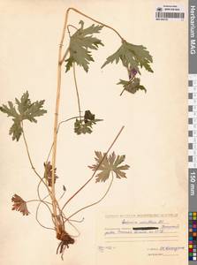 Герань волосистоцветковая DC., Сибирь, Чукотка и Камчатка (S7) (Россия)