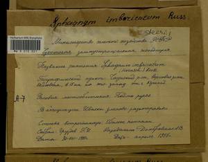 Sphagnum imbricatum Hornsch. ex Russow, Гербарий мохообразных, Мхи - Чукотка и Камчатка (B21) (Россия)