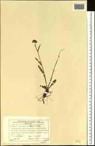 Пепельник тундровый (Tolm.) B. Nord., Сибирь, Центральная Сибирь (S3) (Россия)