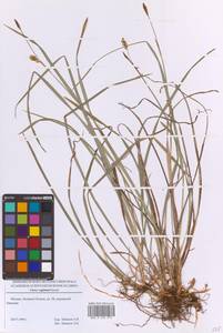 Осока влагалищная Tausch, Восточная Европа, Московская область и Москва (E4a) (Россия)