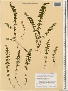 Cruciata verna subsp. verna, Кавказ, Северная Осетия, Ингушетия и Чечня (K1c) (Россия)