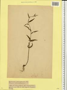 Кипрей мелкоцветковый Schreb., Восточная Европа, Белоруссия (E3a) (Белоруссия)