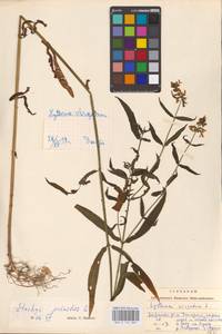 MHA 0 154 869, Чистец болотный L., Восточная Европа, Западно-Украинский район (E13) (Украина)