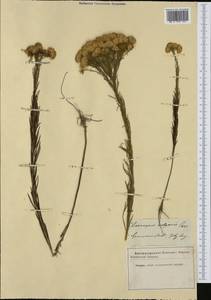 Солонечник льновидный (L.) Rchb. fil., Западная Европа (EUR)