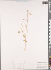 Brassicaceae, Средняя Азия и Казахстан, Каракумы (M6) (Туркмения)