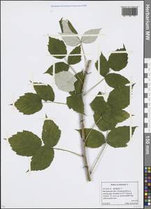 Rubus occidentalis L., Восточная Европа, Московская область и Москва (E4a) (Россия)