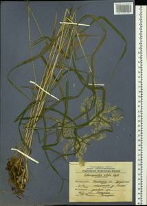 Вейник пурпурный (Trin.) Trin., Сибирь, Западная Сибирь (S1) (Россия)