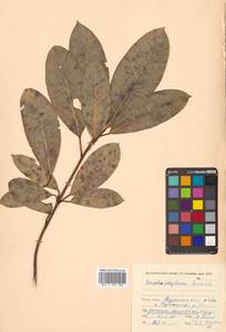 Волчелистник низкий (Maxim. ex Franch. & Sav.) Rosenthal, Сибирь, Дальний Восток (S6) (Россия)