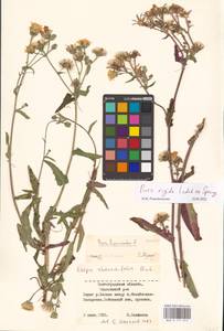 Picris hieracioides subsp. hieracioides, Восточная Европа, Нижневолжский район (E9) (Россия)
