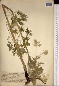 Реброплодник уральский Hoffm., Сибирь, Алтай и Саяны (S2) (Россия)