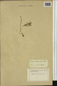 Гусиный лук луговой (Pers.) Dumort., Западная Европа (EUR) (Неизвестно)