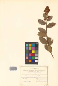 Спирея иволистная, Таволга иволистная L., Сибирь, Дальний Восток (S6) (Россия)