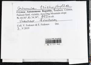 Grimmia trichophylla Grev., Гербарий мохообразных, Мхи - Крым (B3a) (Россия)