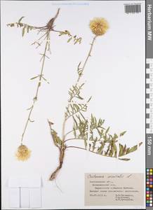 Василек восточный L., Восточная Европа, Центральный лесостепной район (E6) (Россия)