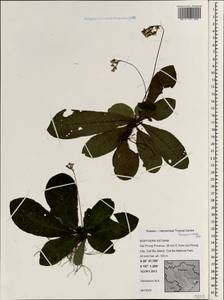 Gesneriaceae, Зарубежная Азия (ASIA) (Вьетнам)