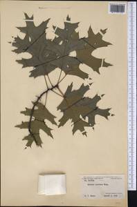 Quercus coccinea Münchh., Америка (AMER) (США)
