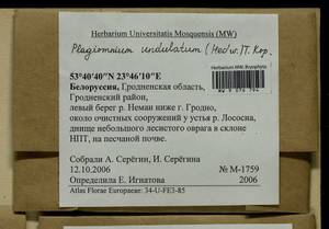 Plagiomnium undulatum (Hedw.) T.J. Kop., Гербарий мохообразных, Мхи - Белоруссия (B2) (Белоруссия)