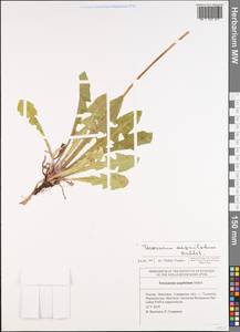 Taraxacum aequilobum Dahlst., Восточная Европа, Средневолжский район (E8) (Россия)
