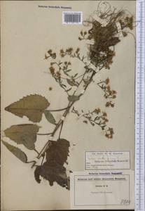 Symphyotrichum cordifolium (L.) G. L. Nesom, Америка (AMER) (США)