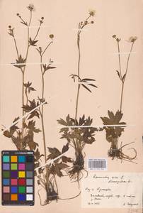 Лютик едкий L., Восточная Европа, Центральный лесостепной район (E6) (Россия)