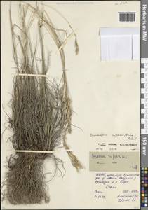 Костер береговой Rehmann, Кавказ, Северная Осетия, Ингушетия и Чечня (K1c) (Россия)