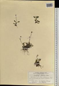 Камнеломка листочковая (R. Br.) Gornall, Сибирь, Центральная Сибирь (S3) (Россия)