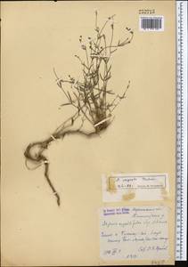 Asperula congesta Tschern., Средняя Азия и Казахстан, Западный Тянь-Шань и Каратау (M3) (Узбекистан)