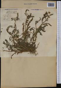 Astragalus pelecinus, Западная Европа (EUR) (Италия)