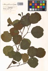 Ольха клейкая, Ольха черная (L.) Gaertn., Восточная Европа, Московская область и Москва (E4a) (Россия)