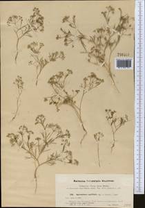 Psammogeton capillifolium (Regel & Schmalh.) Mousavi, Mozaff. & Zarre, Средняя Азия и Казахстан, Западный Тянь-Шань и Каратау (M3) (Узбекистан)