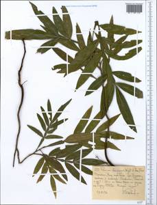 Filicium decipiens (Wight & Arn.) Thwaites, Африка (AFR) (Эфиопия)