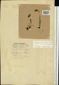 Silene uralensis subsp. apetala (L.) Bocquet, Восточная Европа, Северный район (E1) (Россия)