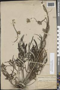 Наголоватка васильковая (L.) Rchb., Восточная Европа, Средневолжский район (E8) (Россия)