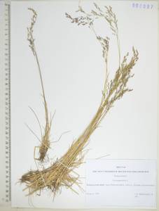 KHA6087, Мятлик узколистный L., Сибирь, Дальний Восток (S6) (Россия)