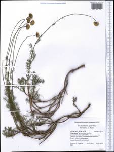 Trichanthemis glabriflora Novopokr. & Sidor., Средняя Азия и Казахстан, Западный Тянь-Шань и Каратау (M3) (Киргизия)