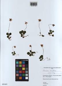 KUZ 001 933, Одноцветка крупноцветковая (L.) A. Gray, Сибирь, Алтай и Саяны (S2) (Россия)