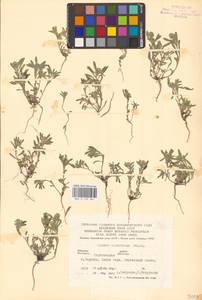 Бурачок туркестанский Regel & Schmalh. ex Regel, Восточная Европа, Нижневолжский район (E9) (Россия)