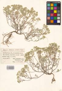 Odontarrhena tortuosa subsp. tortuosa, Восточная Европа, Восточный район (E10) (Россия)