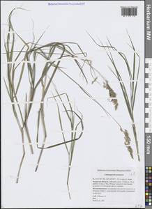 Вейник пурпурный (Trin.) Trin., Сибирь, Дальний Восток (S6) (Россия)