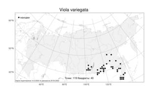 Viola variegata, Фиалка пестрая Fisch. ex Link, Атлас флоры России (FLORUS) (Россия)