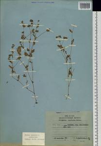 Головкоцветник непальский (Meisn.) H. Gross, Сибирь, Дальний Восток (S6) (Россия)